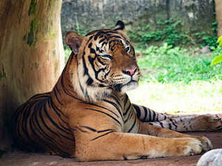 Picture of a tiger, panthera tigris