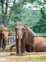 Picture of elephants on a zoo