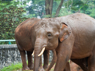 Fototapeta premium Picture of elephants on a zoo