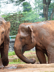 Fototapeta na wymiar Picture of elephants on a zoo