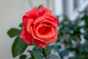 Beautiful coral hybrid tea rose flower on a blurred light 
