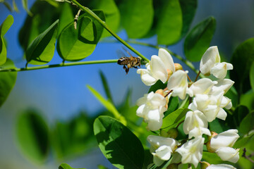Robinia pseudoacacia. bee on white acacia flowers. spring time. insect in nature. white flowers on a tree branch with green leaves. honey bee collects nectar from flowers.