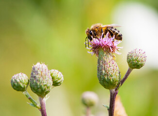 a bee on a pink thorny flower and collects nectar. close-up, macro of thorny purple thistle and bee blossom bloom flower. Bee collects pollen on light green background. European honey bee