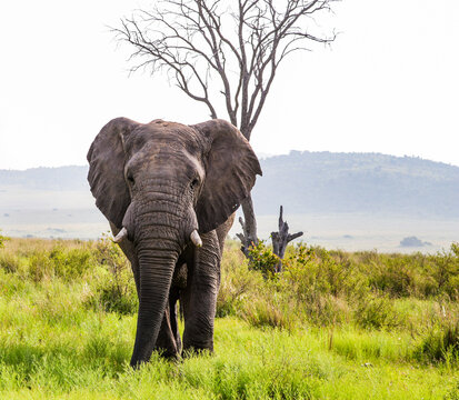 An inquisitive bull Elephant with flapping ears approaches across open grassland in the Waterberg Region of South Africa.
