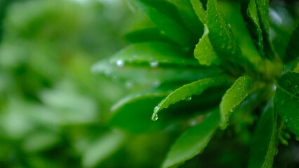 雨露と植物