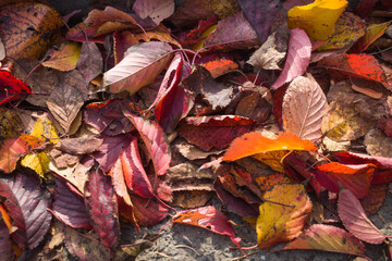 autumn in the forest