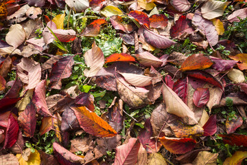 autumn in the forest