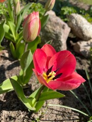 Obraz na płótnie Canvas tulip in the garden - spring greeting card