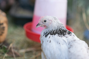 Sussex chicken female hen backyard farm