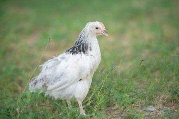 Sussex chicken female hen backyard farm