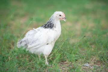 Sussex chicken female hen backyard farm