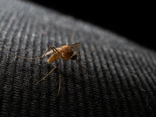 Pictures of mosquito on a black background