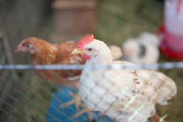 Hybrid chicken  male and female chicken in the backyard farm