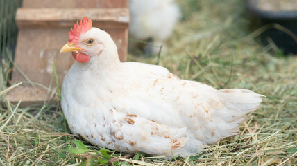 Hybrid chicken  male and female chicken in the backyard farm