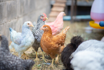 Hybrid chicken  male and female chicken in the backyard farm