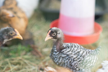 Barred plymouth rock  male and female hen and rooster chicken in the backyard farm