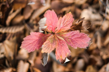 autumn in the forest