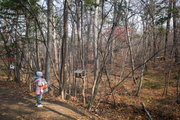 Obraz premium forest nature