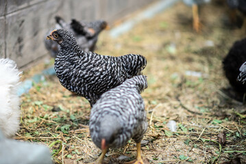 Barred plymouth rock  male and female hen and rooster chicken in the backyard farm