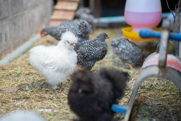 Barred plymouth rock  male and female hen and rooster chicken in the backyard farm
