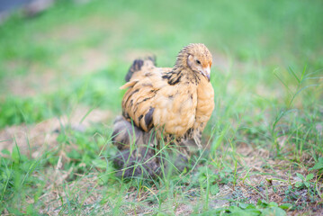Golden giant cochin hen chicken pullet in the backyard  farm