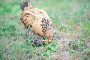 Golden giant cochin hen chicken pullet in the backyard  farm