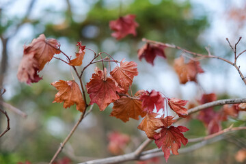 autumn in the forest