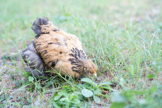 Riesenhuhn Bilder – Durchsuchen 1,641 Archivfotos, Vektorgrafiken und ...