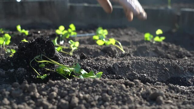 Plant the green young seedlings into the ground with your hands