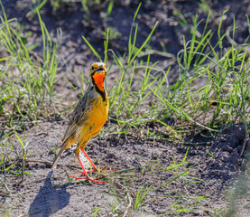 A beautifully colourful Cape Longclaw singing in the Waterberg Region of South Africa.