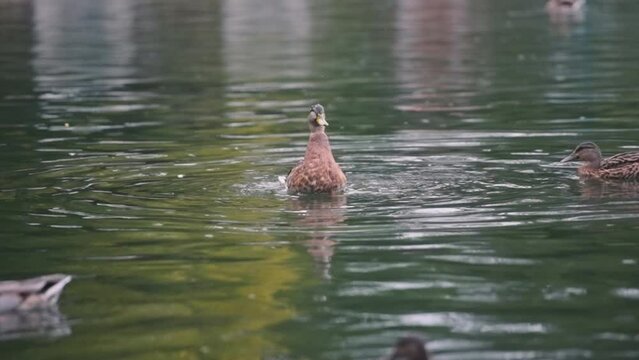Mallard duck flapping wings in super slow motion