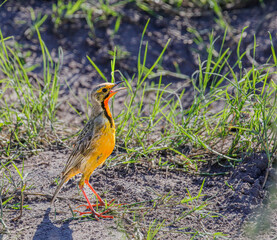 A beautifully colourful Cape Longclaw singing in the Waterberg Region of South Africa.