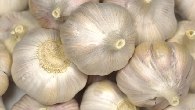 Fresh garlic bulbs rotation background. Loop motion