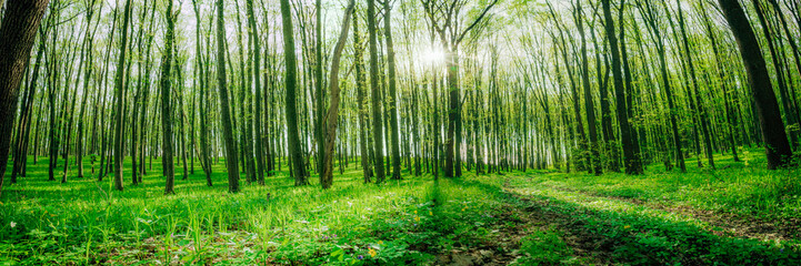 a spring forest trees. nature green wood sunlight backgrounds.