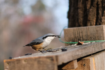bird on a branch