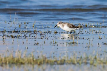 Little stint standing in the water. Calidris minuta. Erolia minuta. The little stint, is a very small wader.