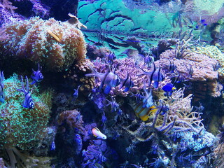 Obraz na płótnie Canvas coral reef