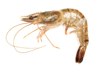 shrimps on a white background 