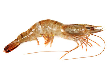 shrimps on a white background 