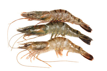 shrimps on a white background 