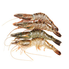 shrimps on a white background 
