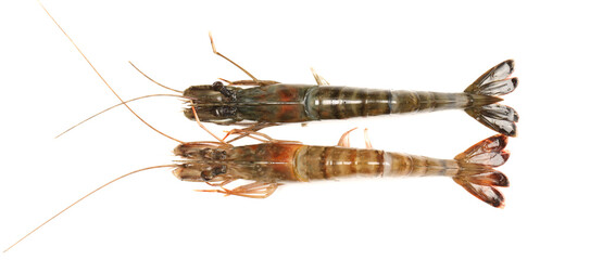 shrimps on a white background 