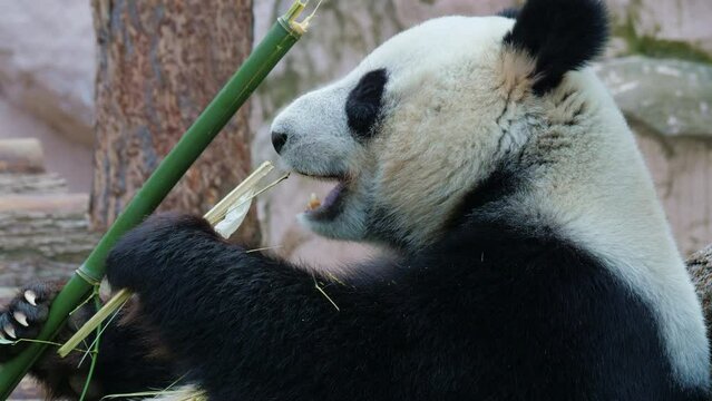 Giant panda bites off, breaks bamboo shoots with teeth, chews on it. Bear eating branches, twigs at natural area, forest. Herbivore exotic animal with rotund body enjoys food at zoo