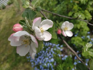 Blooming apple tree. beautiful white blossoms, shallow field.