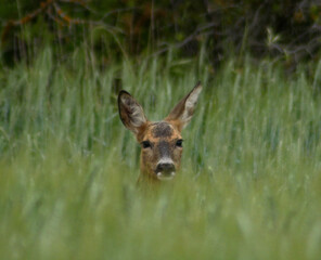 corza en siembra verde observando al fotografo