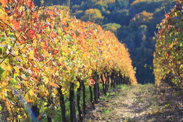 Blick in einen Weinberg