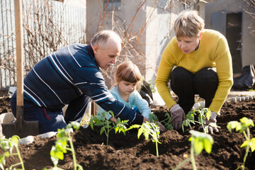 grandparents and grandchildplant seedlings of vegetables in the garden near the house. Child helps in the home garden. slow life. pastoral life.  enjoy the little things.  Dreaming of Spring