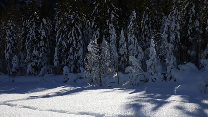 Winter landscape in Val Saisera, Italy