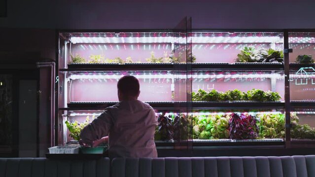 A man is planting lettuce sprouts in a vertical greenhouse. A farmer sets up a vertical hydroponic farm. Growing organic, non-GMO products at home. Vegetable laboratory. Technologies in agribusiness.