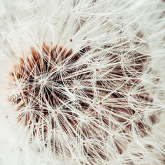 Obraz premium White dandelion head with seeds macro. Selective soft focus. Natural background